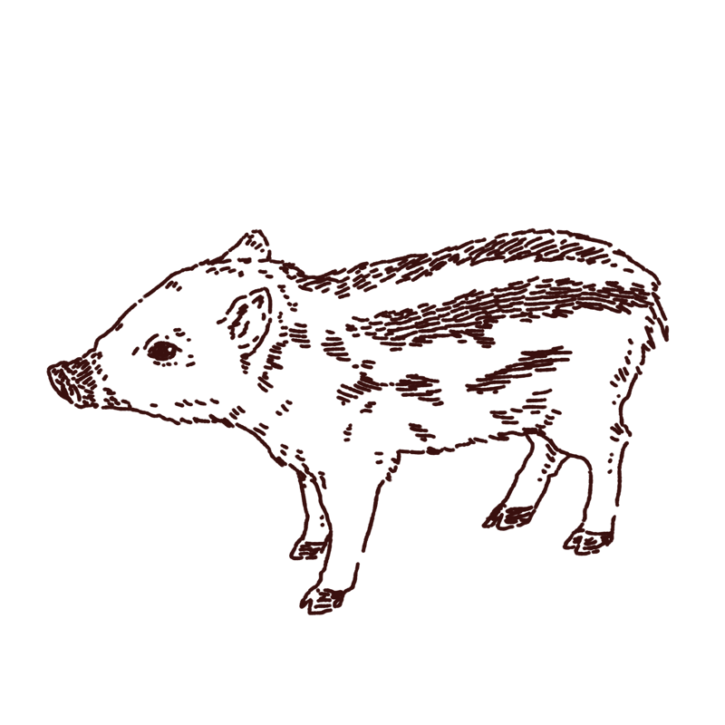 横向きの猪 ウリ坊 のイラスト Illust Recipe